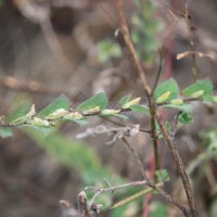 Crotalaria hebecarpa (DC.) Rudd